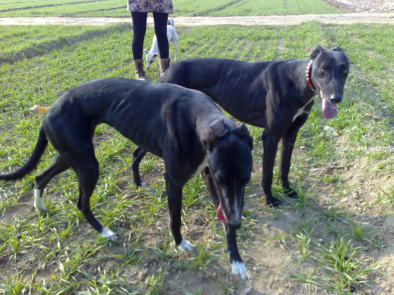  p>在英格兰发展起来的群 a target="_blank" href="/item/猎犬/2920"