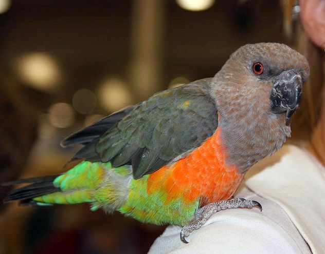 红腹鹦鹉