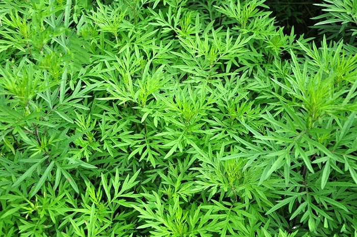  p>蒌蒿(学名: i>artemisia selengensis /i> turcz. ex bess.