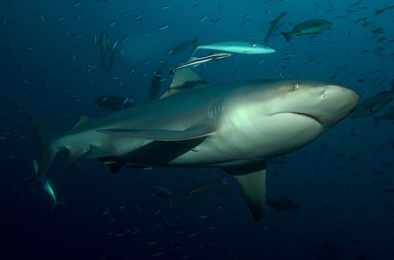 carcharhinus leucas