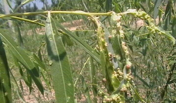  p>柳厚壁叶蜂pontania bridgmannii cameron又名柳瘿叶蜂.