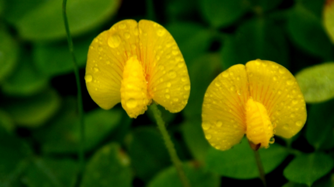  p data-id="go0acmhqaa">地豆草,潮汕地区别名称为软枝假地豆,山地豆