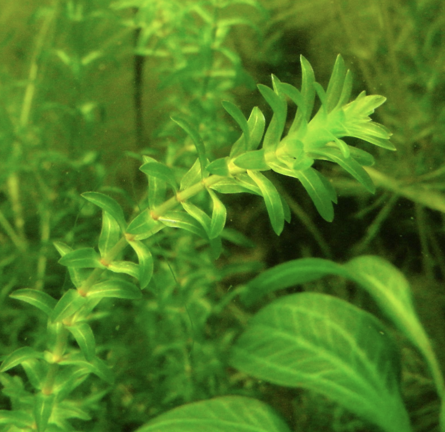 是藤黄科水蕴藻属植物.多年生挺水草本.