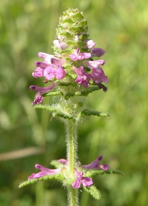 中国欧氏马先蒿