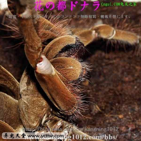 歌利亚巨人食鸟蛛