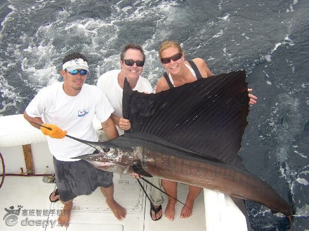  p>旗鱼在分类上为鲭亚目,旗鱼科,旗鱼属,常见的有 a href="#" data