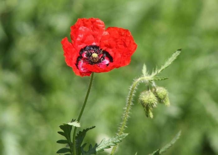 papaver pavoninum c. a. mey. form. pavoninum