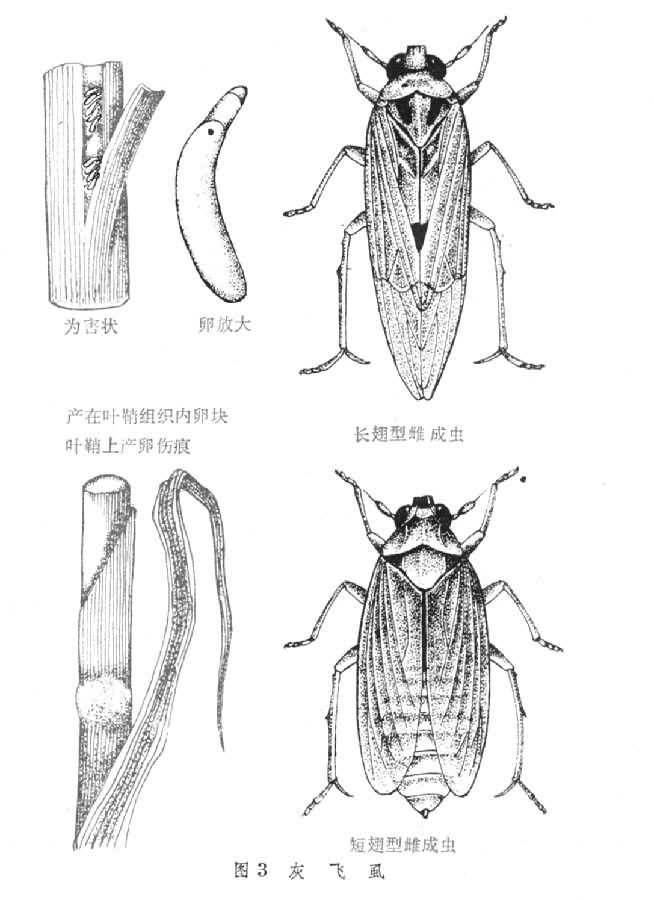 灰飞虱