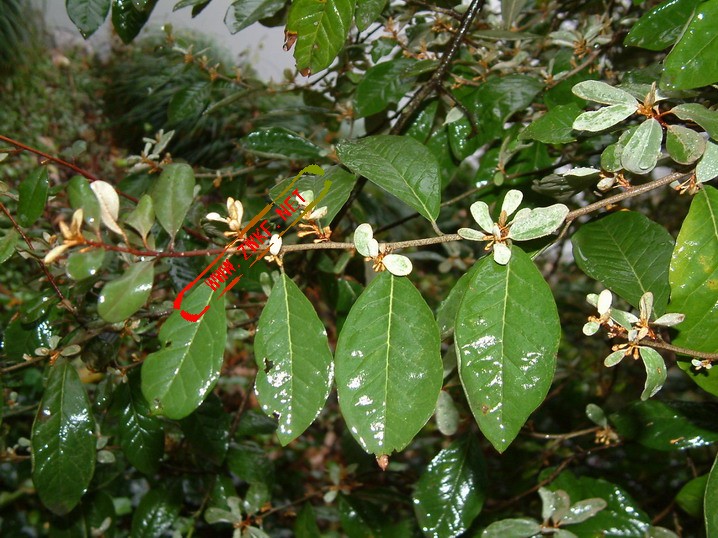  p>胡颓子,别名:蒲颓子,半含春,卢都子,雀儿酥,甜棒子,牛奶子根,石