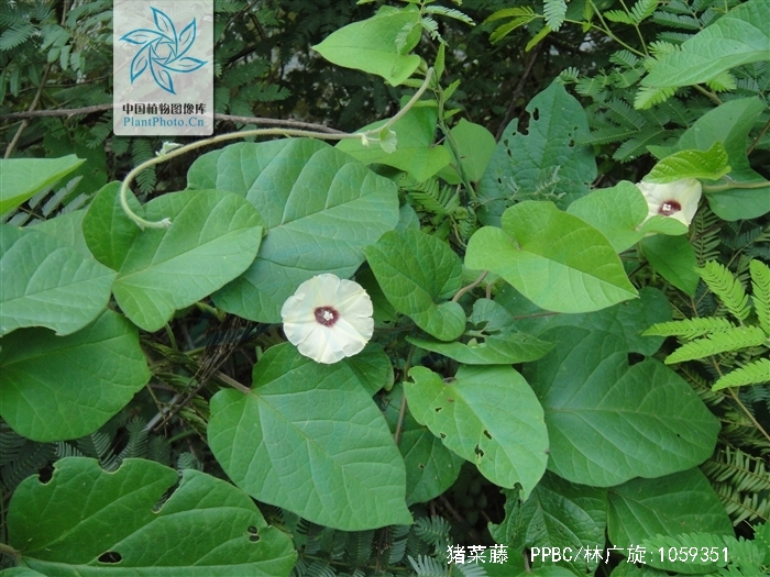  p>猪菜藤(学名:hewittia sublobata)为旋花科猪菜藤属缠绕或平卧草本