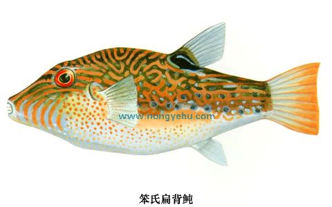 扁身银鲀,扁银鲀 - 伤感说说吧