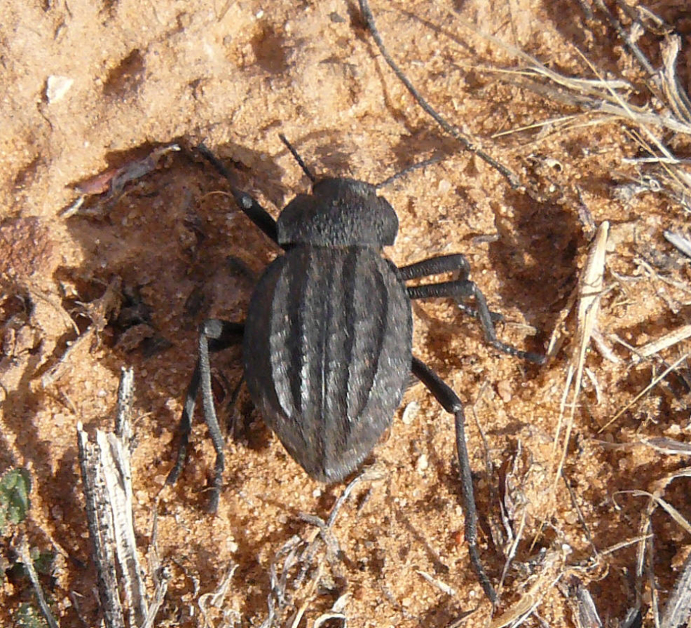  p>拟步甲科是属昆虫纲鞘翅目中的一科,世界性分布,以沙漠干旱地区多
