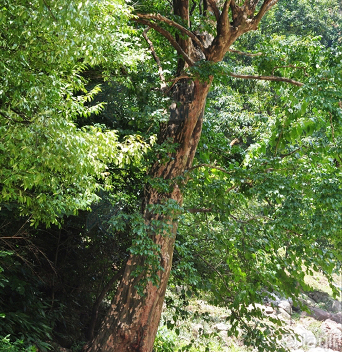  p>尾叶紫薇(  i>lagerstroemia caudata /i> chun et how ex s.