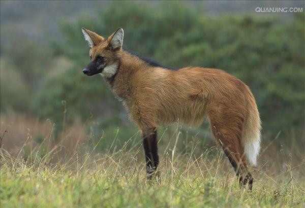  a href="#" data-lemmaid="673912">鬃狼属 /a>的一种珍稀的动物