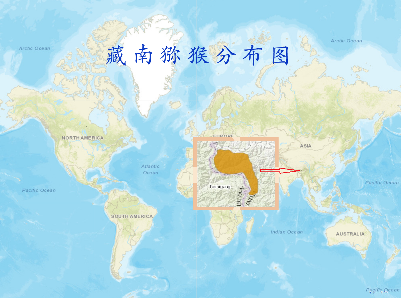  p>藏南猕猴(学名: i>macaca munzala /i>):体长51-63厘米.