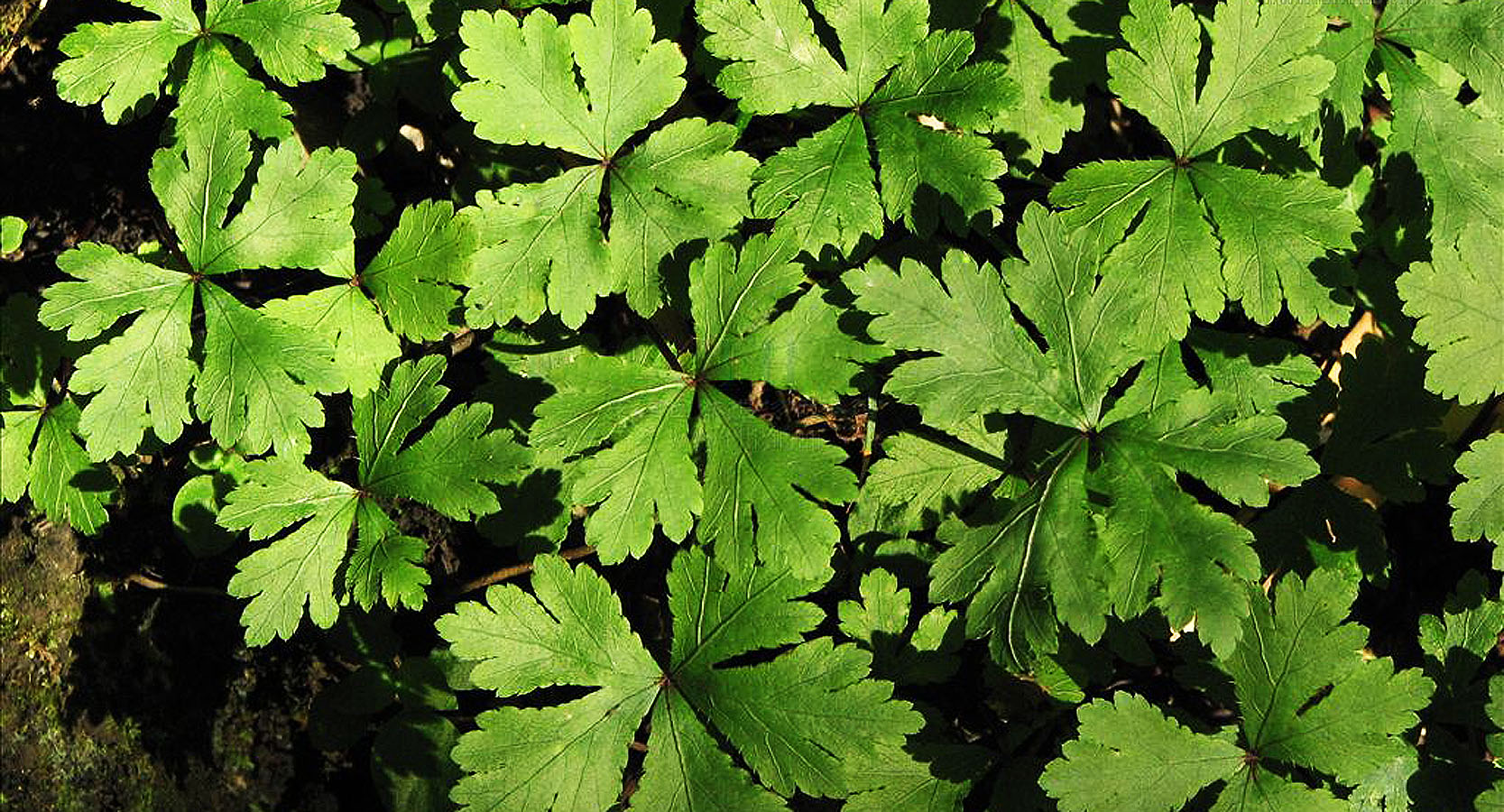 ">变豆菜( i>sanicula chinensis /i> bunge)是伞形科,变豆菜属植物