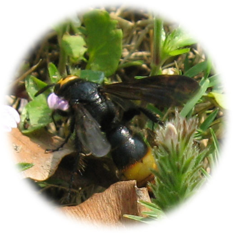  p>黑大蜜蜂( i>apis laboriosa&nbsp; /i>smith,1871)是蜜蜂科