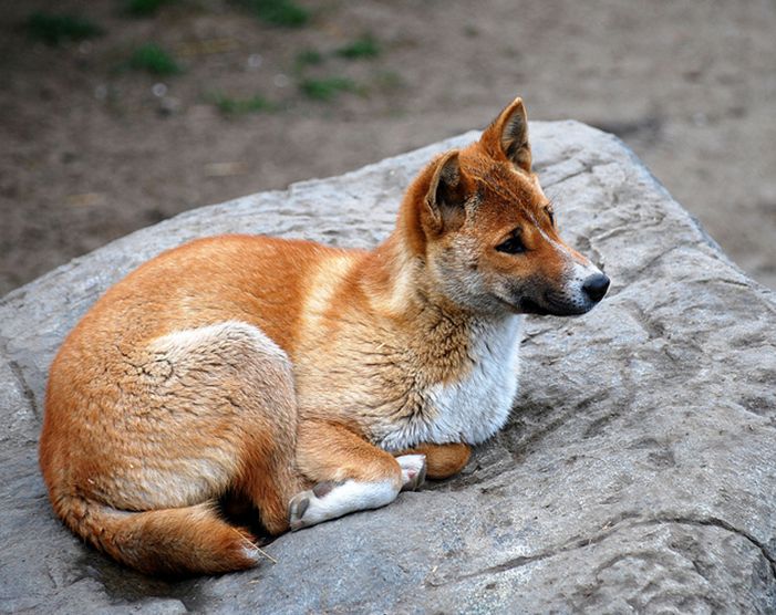 新几内亚歌唱犬