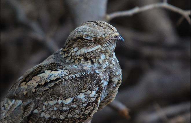  p>欧夜鹰(学名: i>caprimulgus europaeus /i>):体重75-100克,体长26