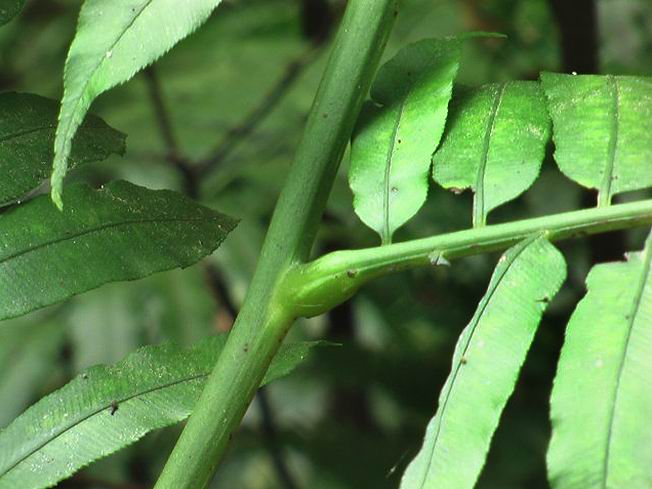  p>叶枕是在 a target="_blank" href="/item