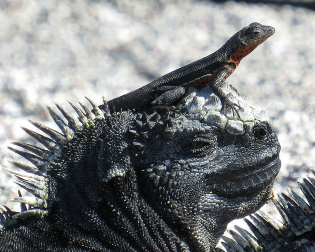  p>海鬣蜥(学名: i>amblyrhynchus cristatus /i>):是仅出没在 a href