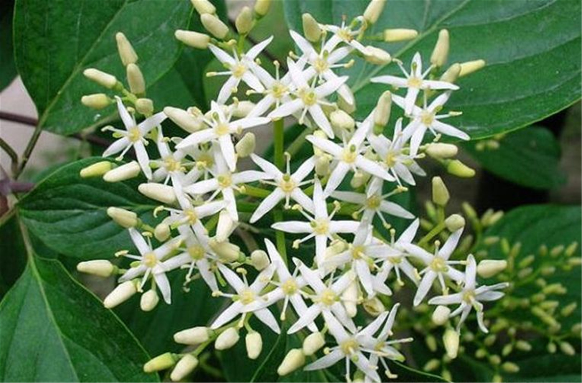 sojak)是山茱萸科,梾木属落叶 a data-lemmaid="33239">乔木 /a>,高