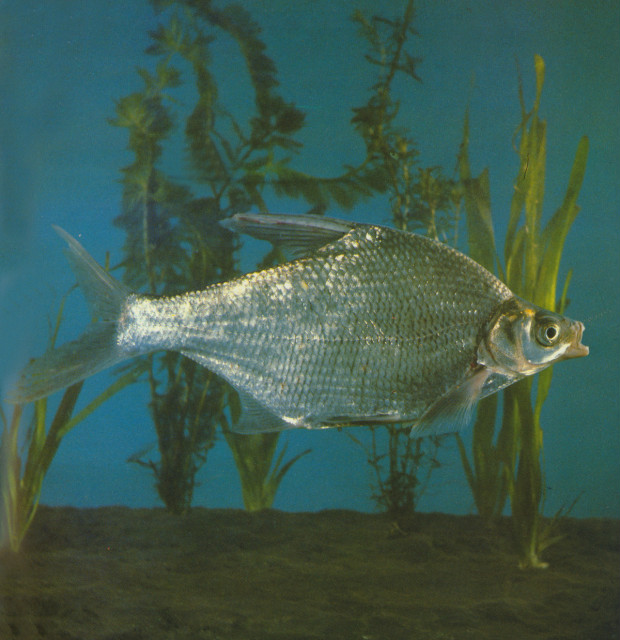  p>三角鲂,学名: i>megalobrama terminalis  /i>(richardson, 1846)