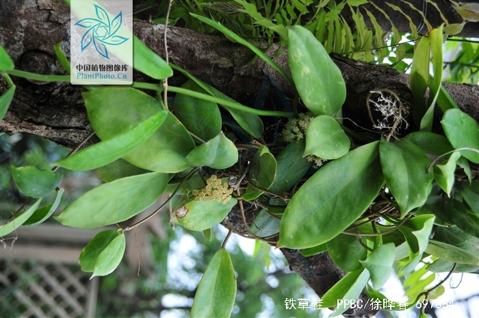 铁草鞋
