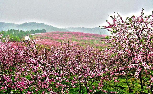  p>安福寺白桃,湖北省宜昌市枝江市特产,全国农产品地理标志.