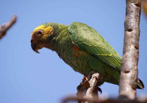  p>黄面鹦鹉(学名:poicephalus flavifrons)是典型的 a href="#" data