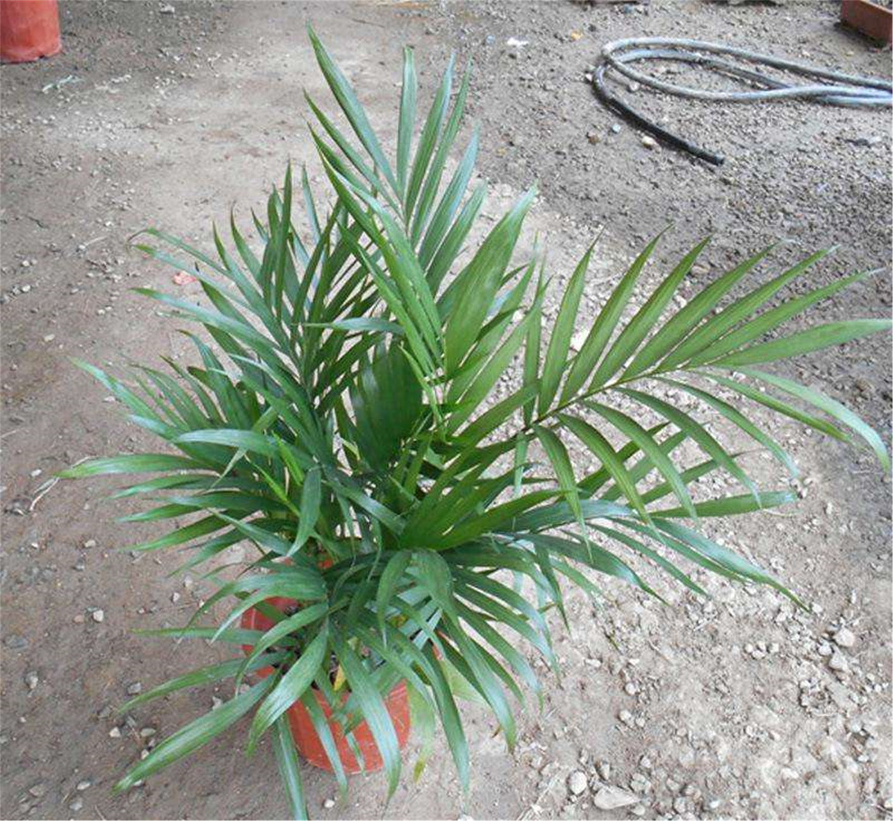  p>富贵椰子学名为拱叶竹节椰( i>chamaedorea cataractarum /i> mart