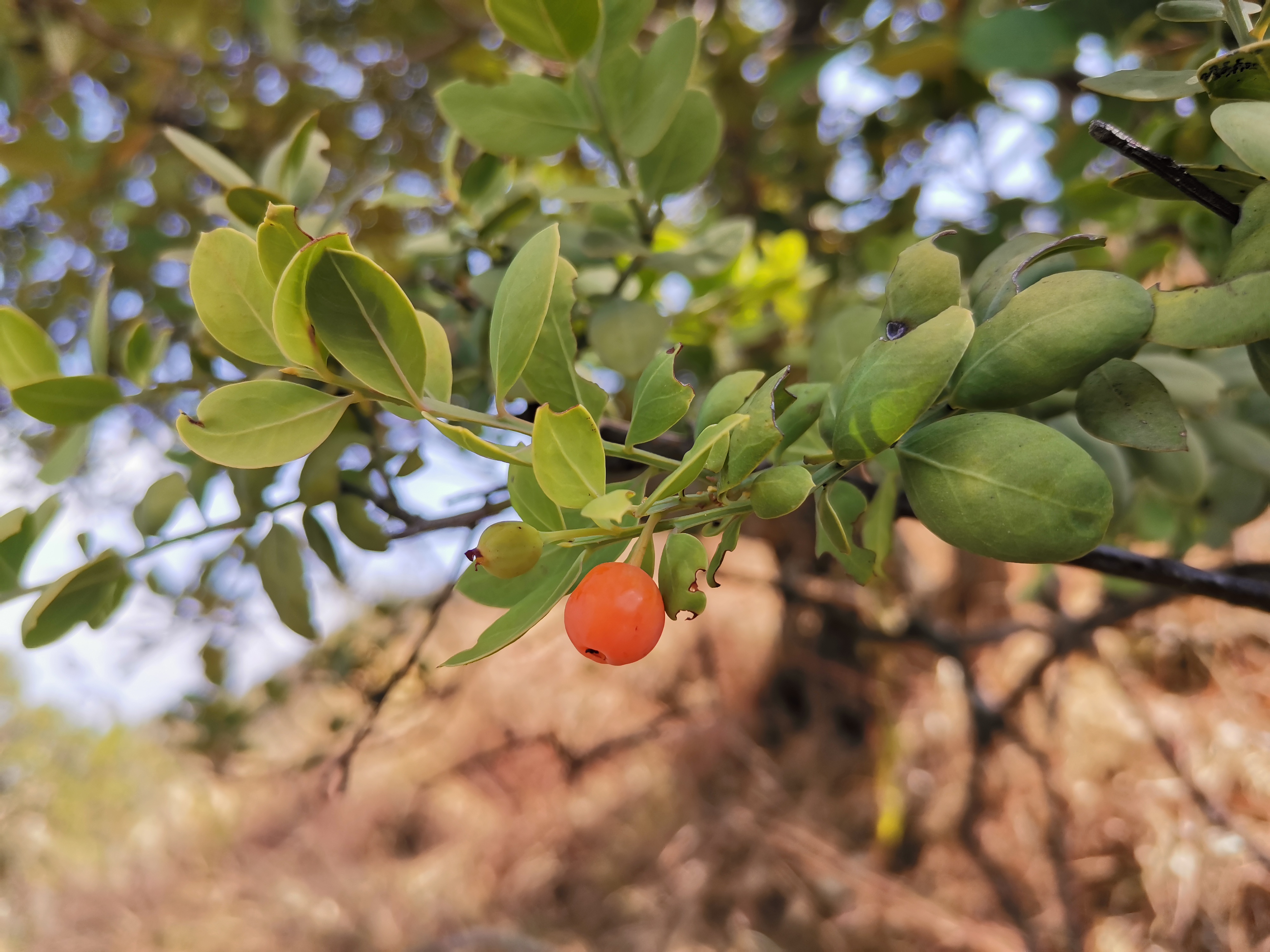豆瓣香树