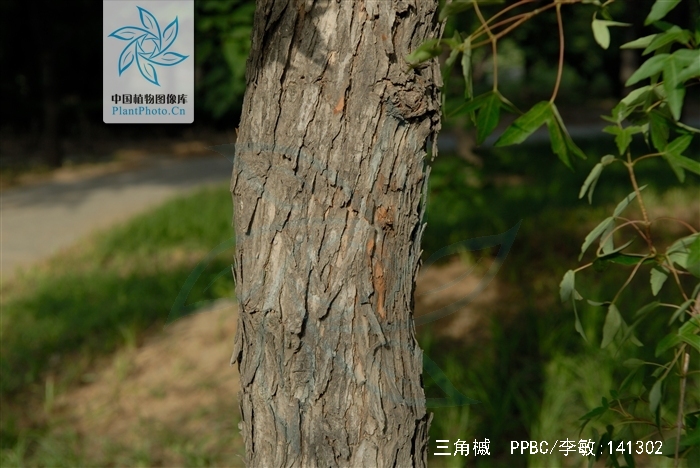  p>三角槭,别名: a target="_blank" href="/item/三角枫/3060892"