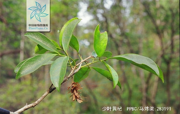  p>少叶黄杞(学名: i>engelhardtia fenzlii /i> merr.