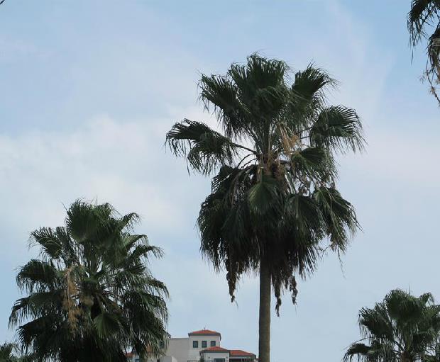  p>大丝葵(学名: i>washingtonia robusta /i> h. wendl.
