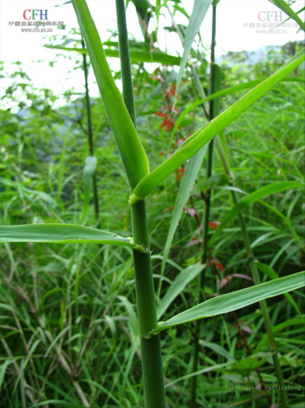  p>arundo j. 芦竹属,禾本科,分布于热带和温带地区,我国常见有芦竹a.
