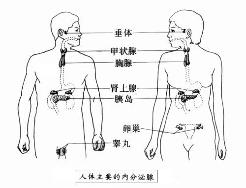 人体示意图 内分泌腺图片