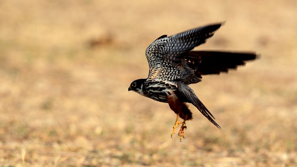 subbuteo /i>)的体形比 a target="_blank" href="/item/猎隼/287701"