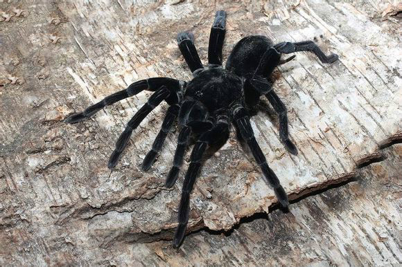 玻利维亚钢铁蓝蜘蛛