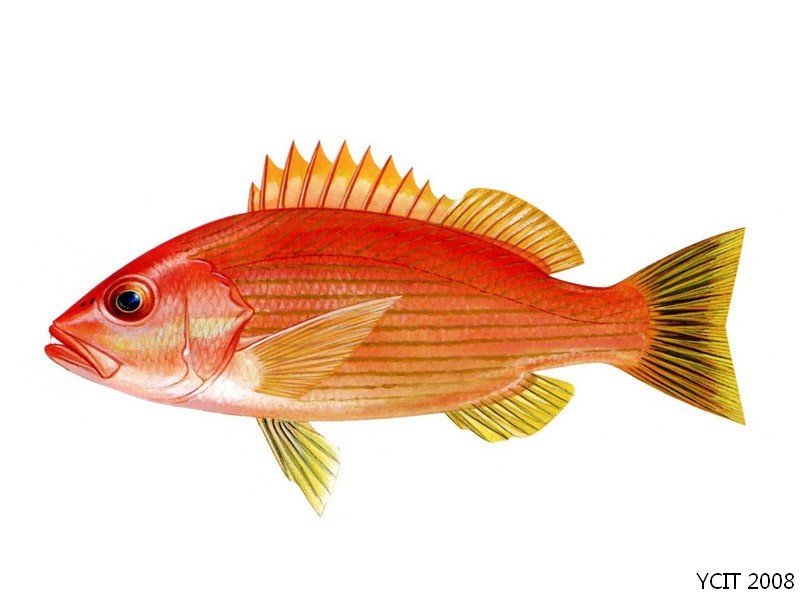  p>黄笛鲷,学名: i>lutjanus lutjanus  /i>(bloch, 1790),为 a