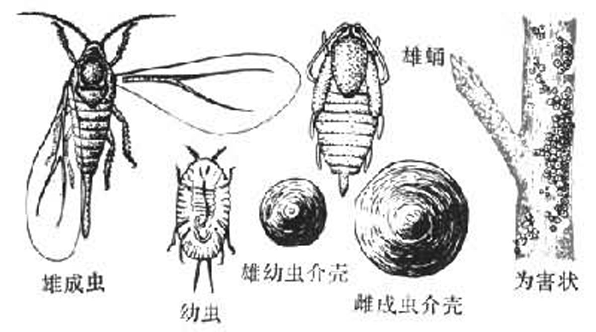 miciosus /i> (comstock), a href="#">盾蚧科 /a>笠盾蚧属的一种昆虫