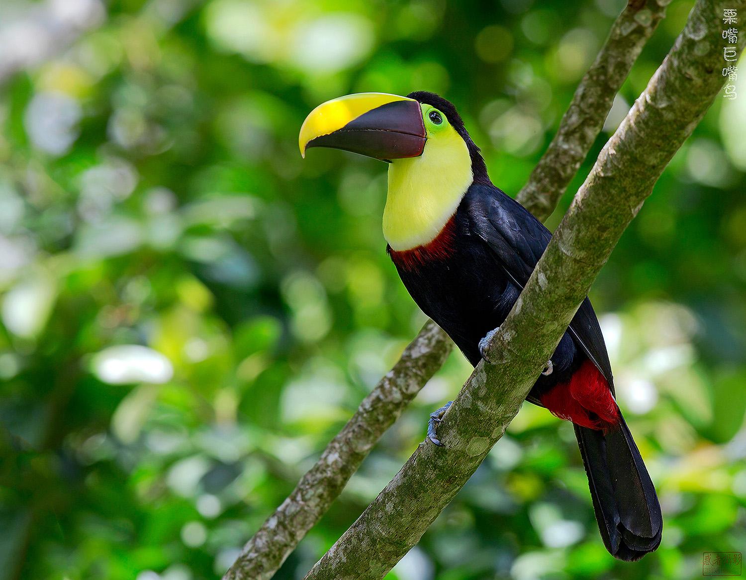 chestnut-mandibled toucan