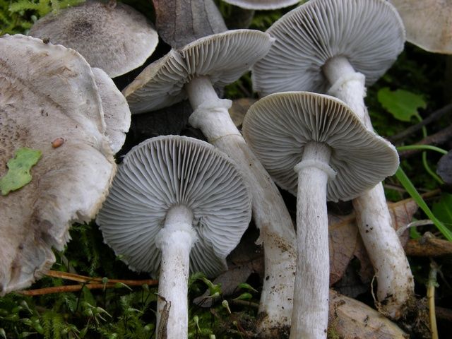  /p> p> a href="#" data-lemmaid="6734187">分类地位 /a> 伞菌目,白