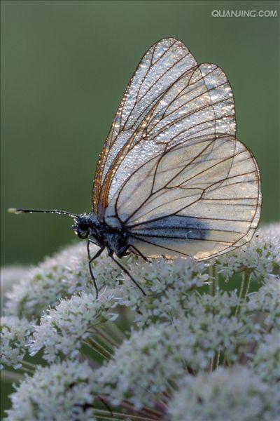 p>绢粉蝶(aporia crataegi linnaeus)是鳞翅目 a href="#">粉蝶科 /a