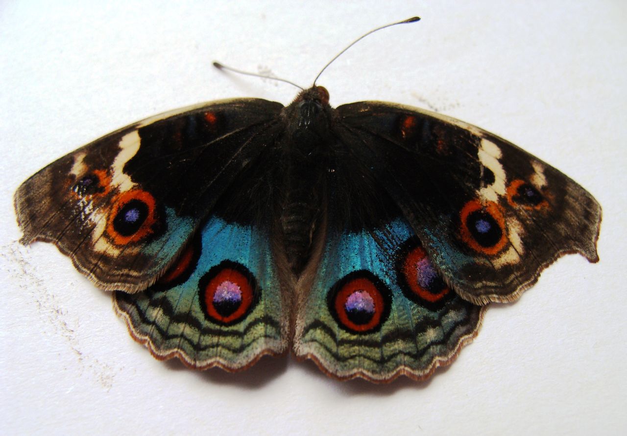  p>翠蓝眼蛱蝶(junonia orithya)是一种 a href="#" data-lemmaid="
