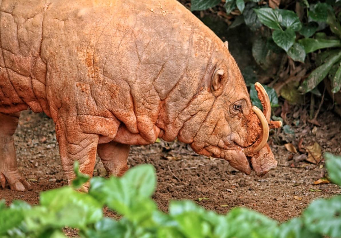 babyrousa togeanensis