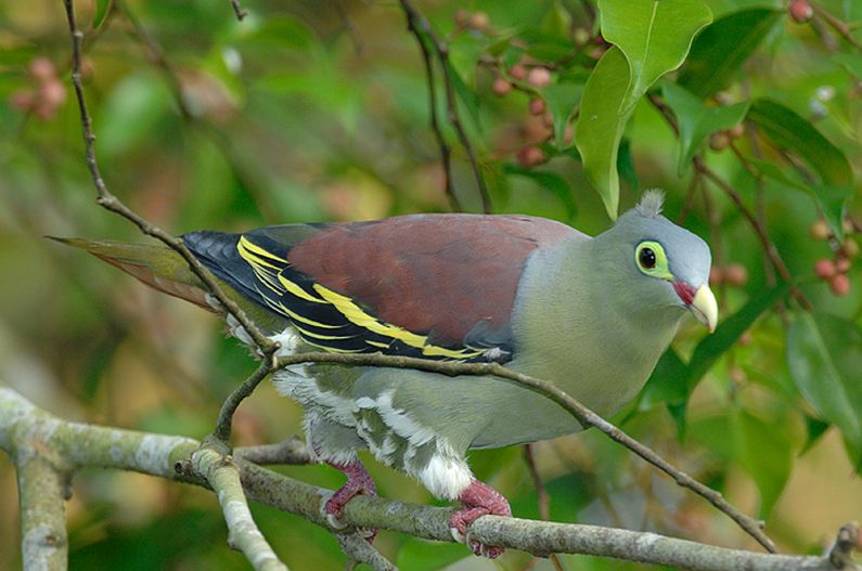  p>厚嘴绿鸠(学名: i>treron curvirostra /i>):是鸟纲, a href="#">