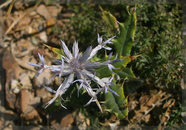  p>硬叶蓝刺头(学名: i>echinops ritro /i> l.