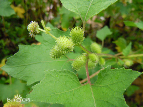  p data-id="gnbl5vejgo">苍耳草产我国南北各地