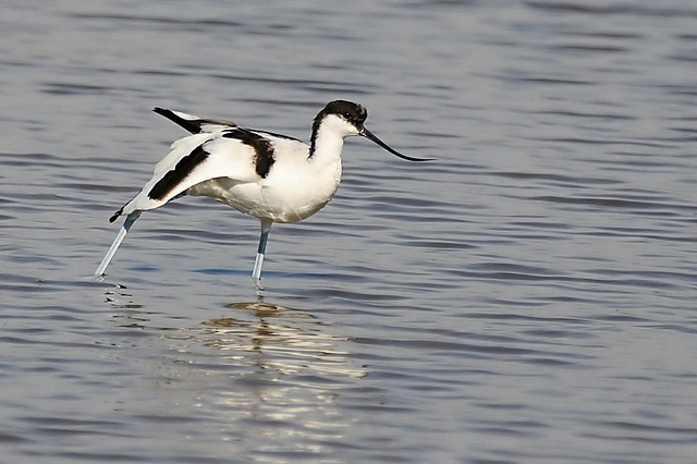  p>反嘴鹬(学名: i>recurvirostra avosetta /i>)是反嘴鹬科反嘴鹬属